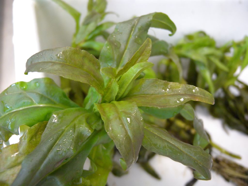 pianta acquatica in canale: Veronica cfr. catenata (Plantaginaceae)